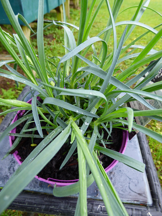 Dianthus 'Doris'